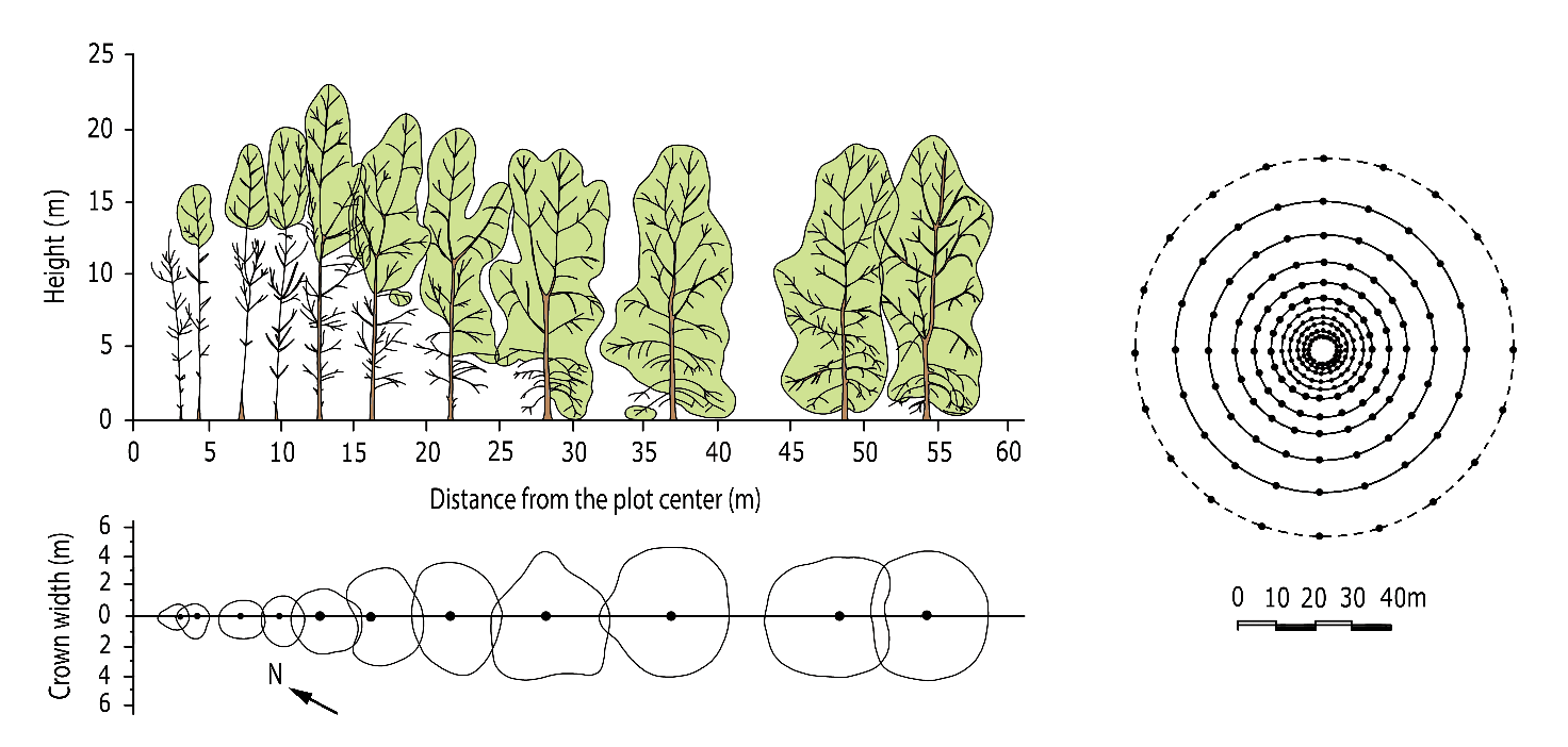 A diagram of a tree AI-generated content may be incorrect.