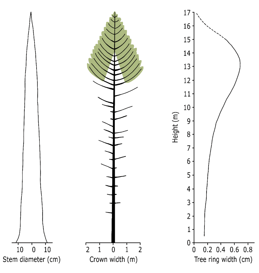 A diagram of a tree AI-generated content may be incorrect.