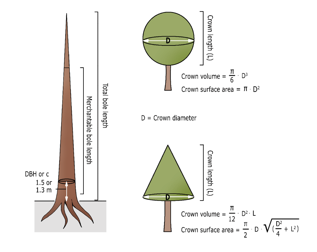 A diagram of a tree with a pointy stem AI-generated content may be incorrect.