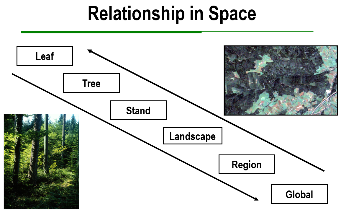 Ein Bild, das Text, Screenshot, Baum, Diagramm enthält. KI-generierte Inhalte können fehlerhaft sein.