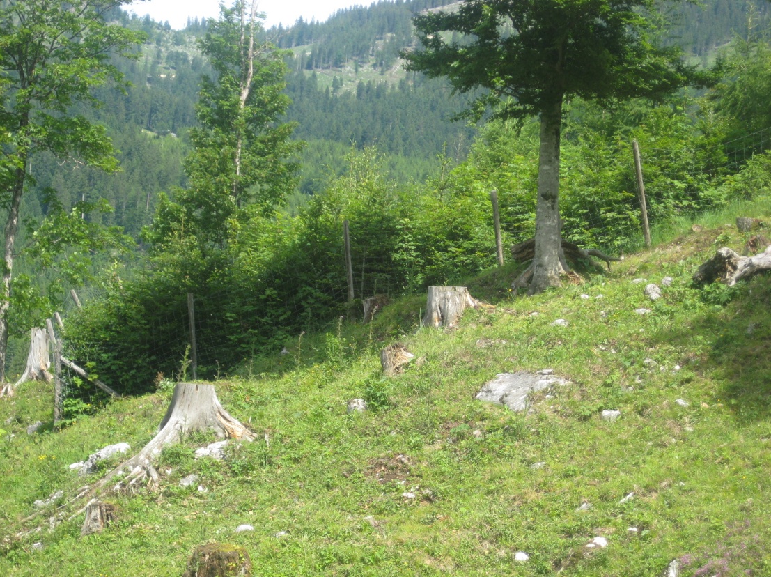 F:\11_atext_Dez_2013\Forstverein\Schutzwaldgipfel\schutzwald_bilder\umzäunte Fläche_HinterIMG_0944.jpg