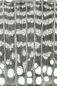 A close-up of a cell AI-generated content may be incorrect.