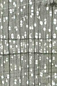 A close-up of a fabric AI-generated content may be incorrect.