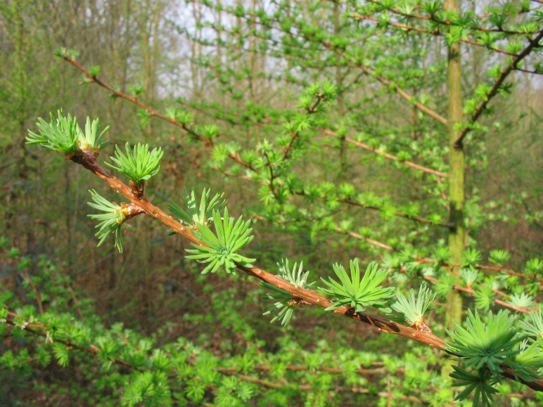 A close-up of a tree branch AI-generated content may be incorrect.