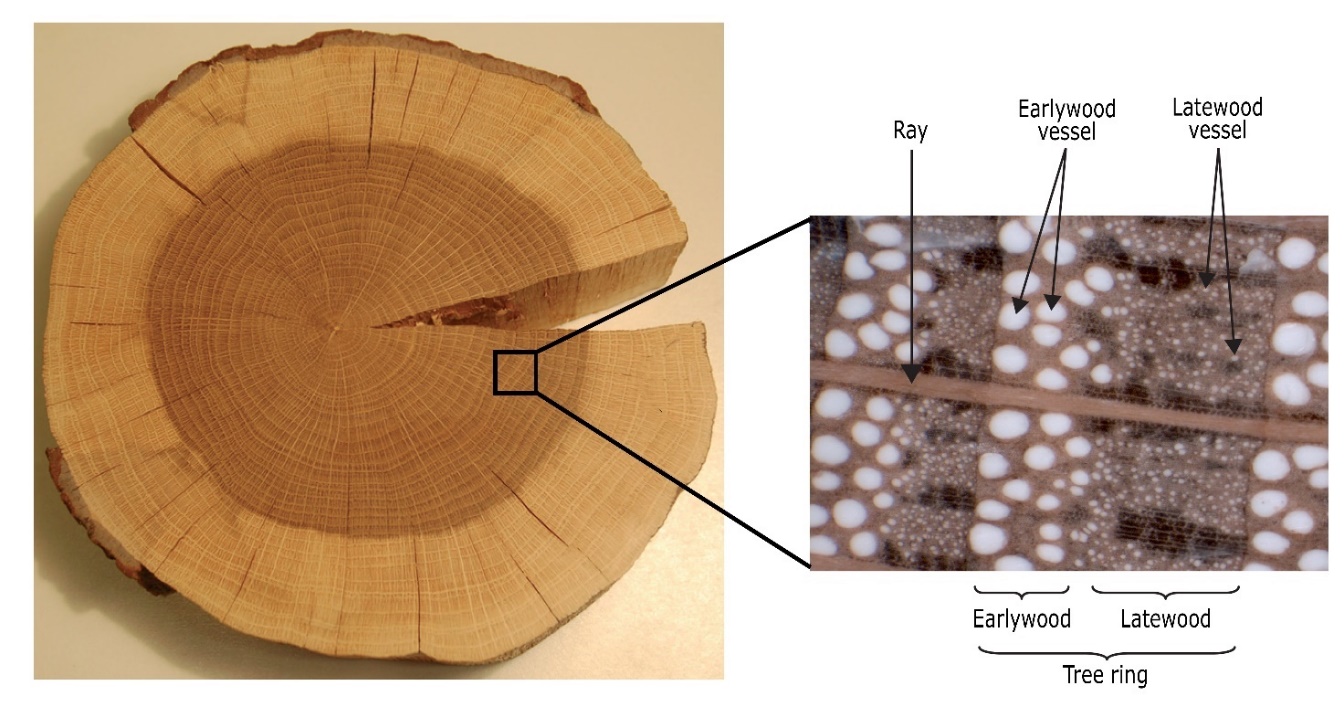 A cross section of a tree AI-generated content may be incorrect.