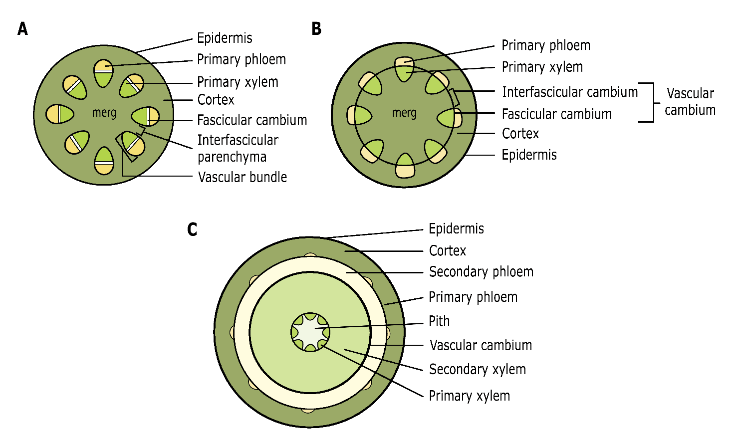 A diagram of a circular object with text AI-generated content may be incorrect.