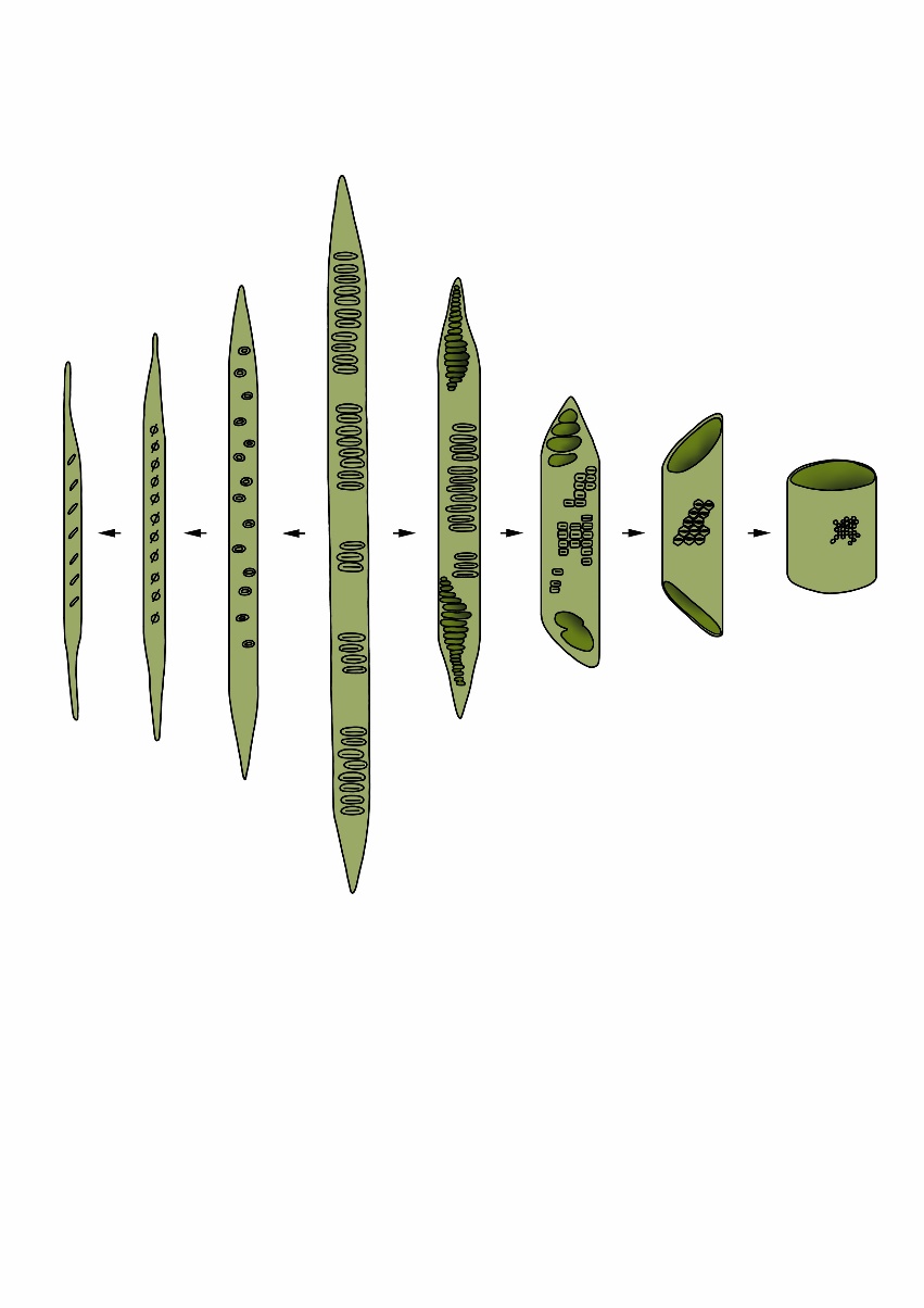 A diagram of a line of objects AI-generated content may be incorrect.