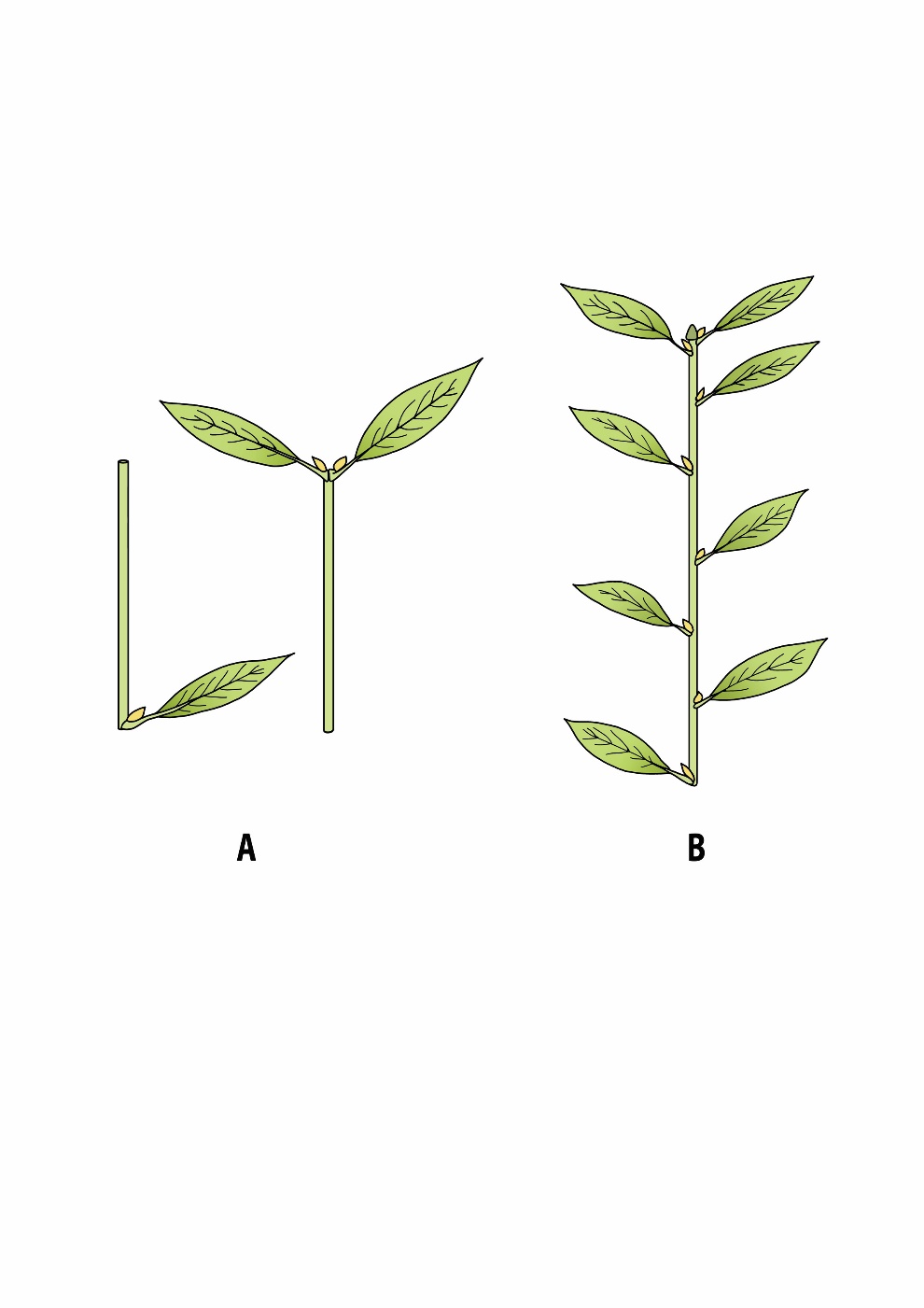 A diagram of a plant AI-generated content may be incorrect.