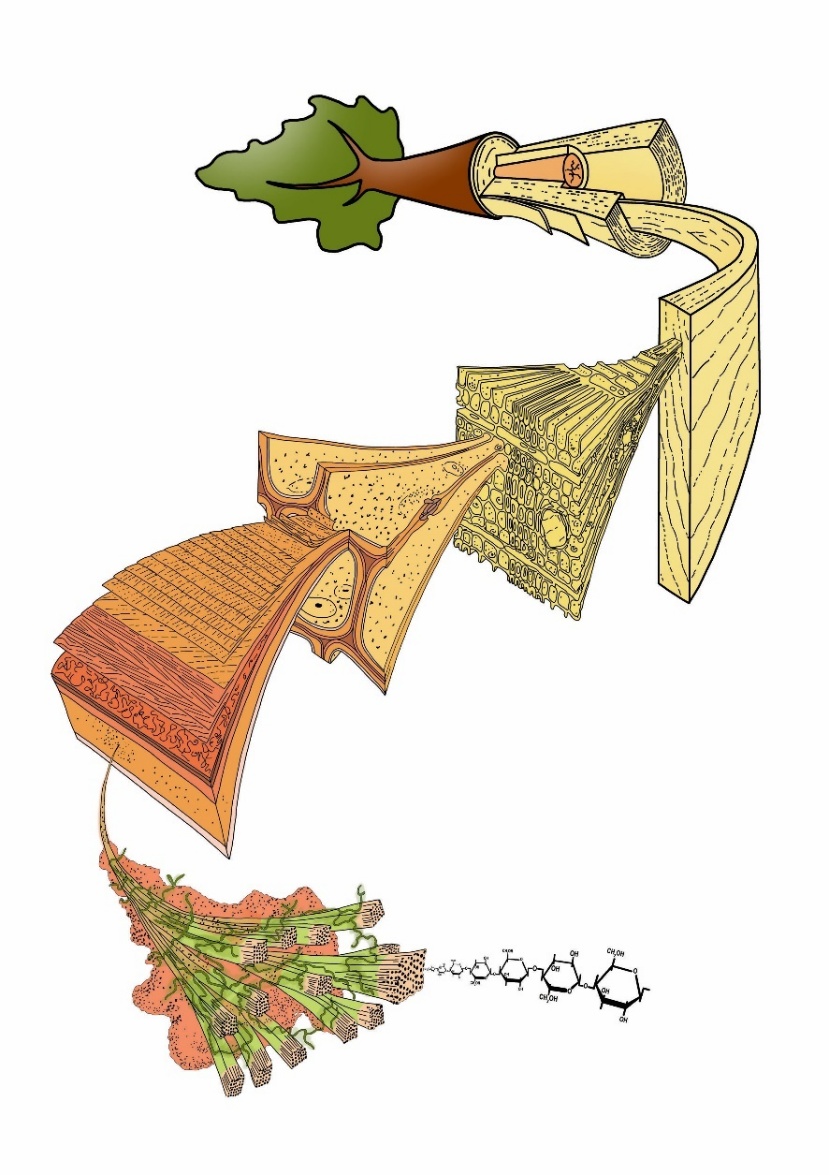 A diagram of a plant AI-generated content may be incorrect.