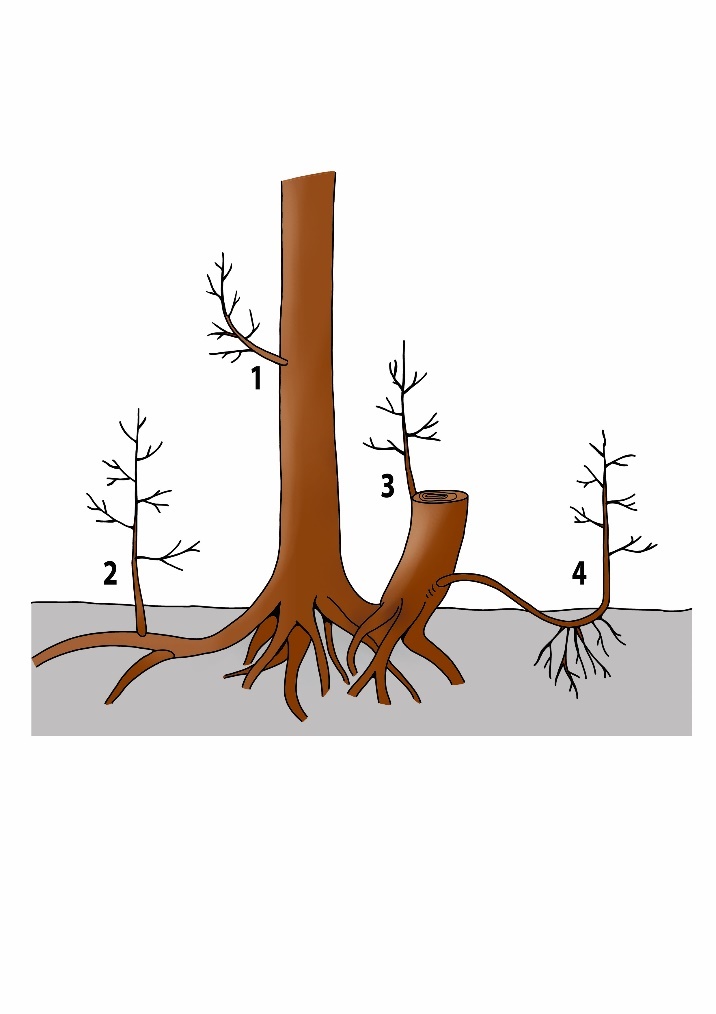 A diagram of a tree with roots AI-generated content may be incorrect.