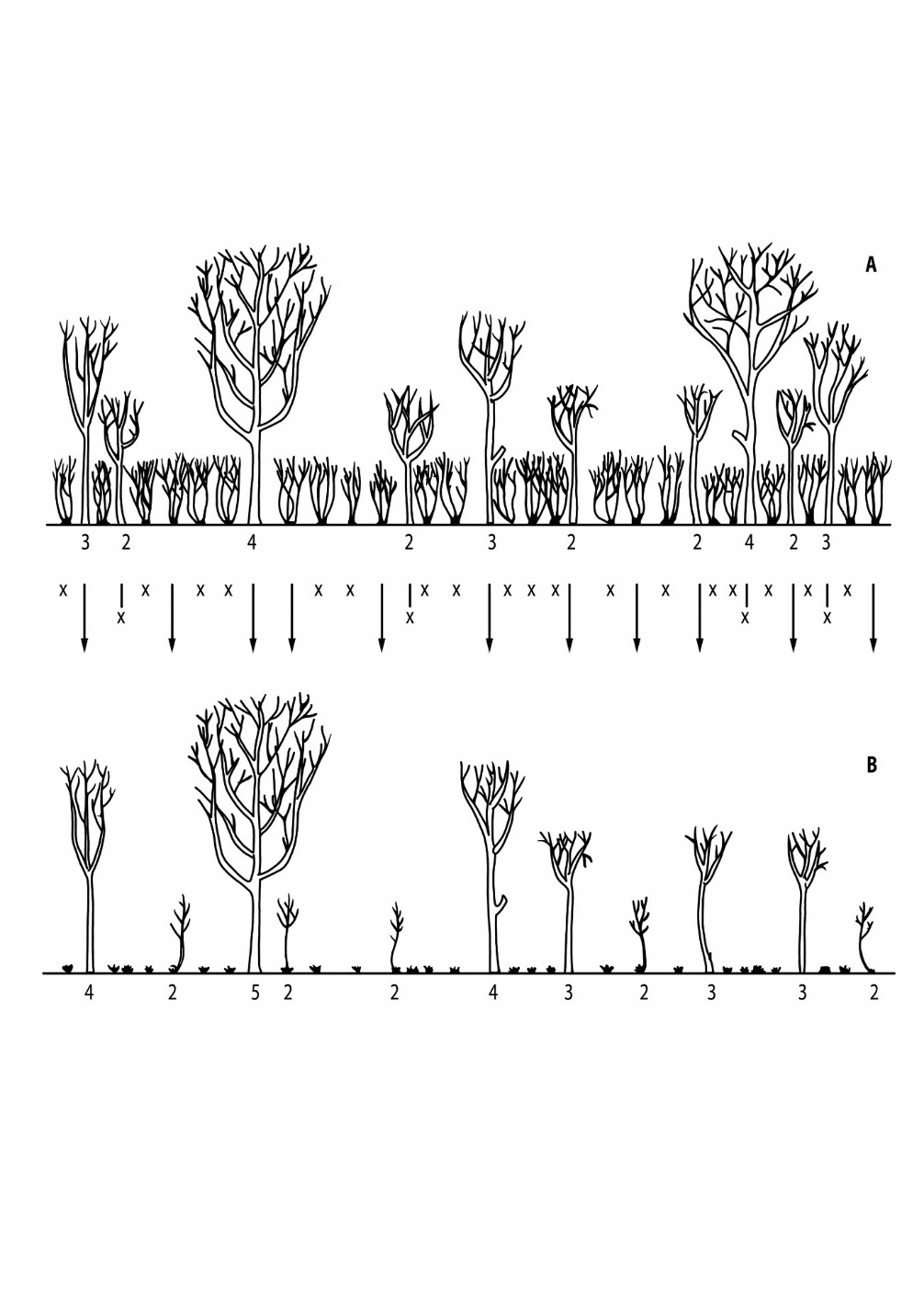 A diagram of trees with numbers Description automatically generated with medium confidence