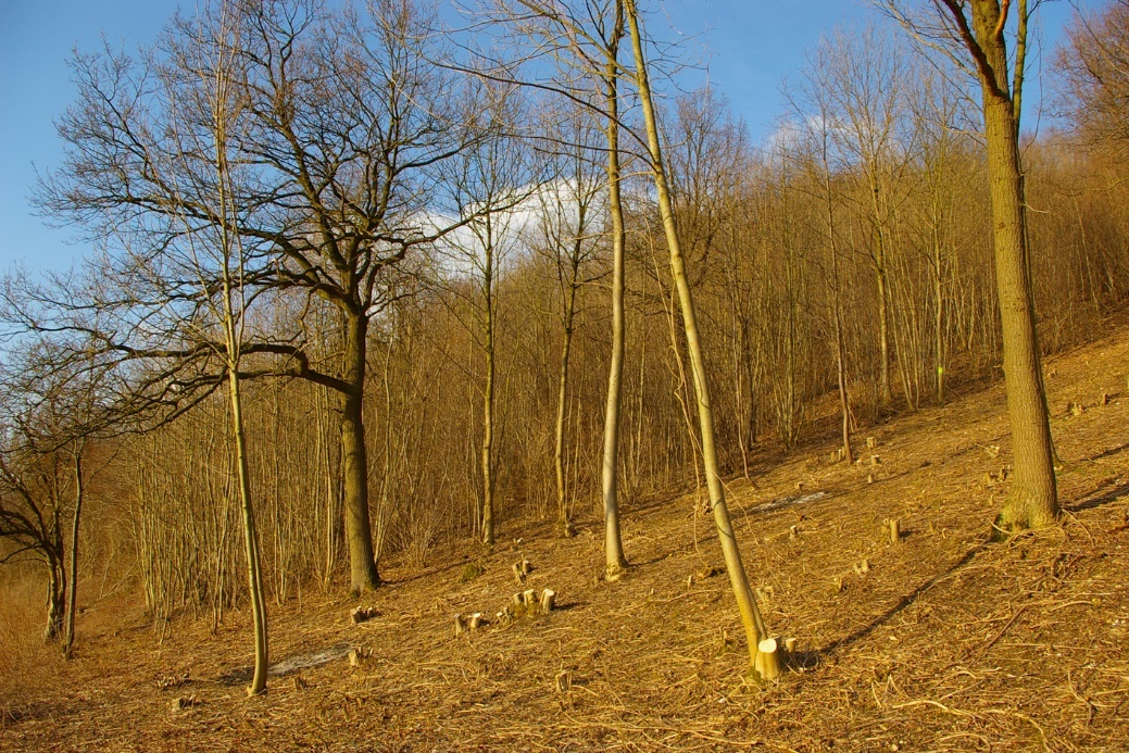 A forest with trees on a hill Description automatically generated