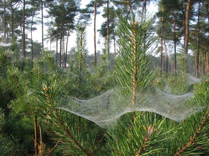 A spider web on a tree AI-generated content may be incorrect.