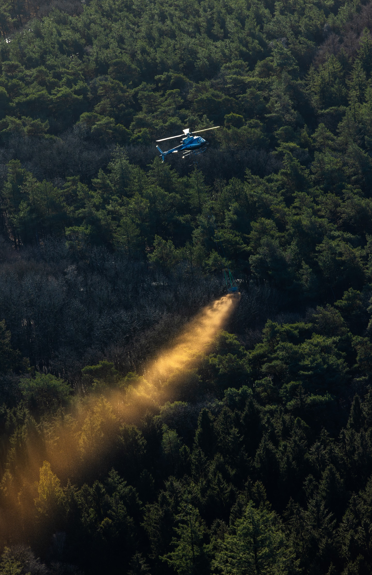 Afbeelding met boom, buitenshuis, jungle, vegetatie

Door AI gegenereerde inhoud is mogelijk onjuist.