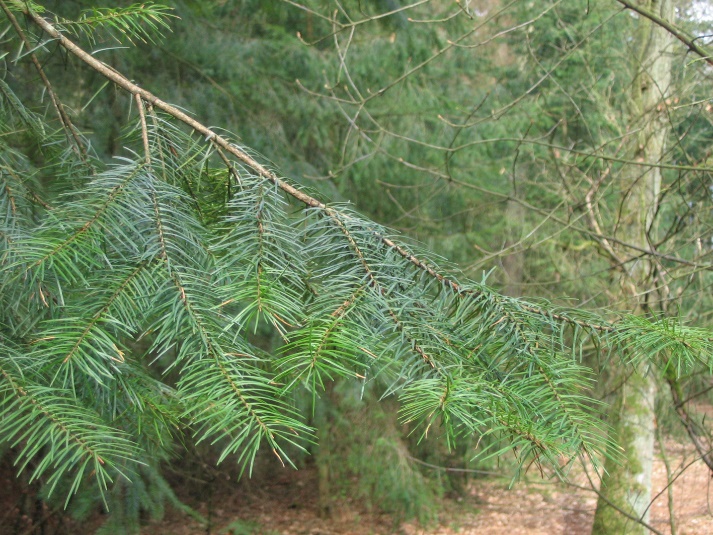 Close-up of a pine tree branch AI-generated content may be incorrect.