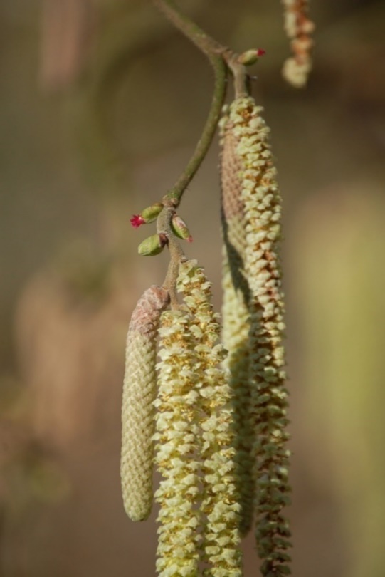 Close-up of a plant with flowers AI-generated content may be incorrect.