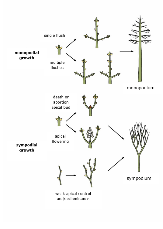 Ein Bild, das Pflanze, Botanik enthält. KI-generierte Inhalte können fehlerhaft sein.