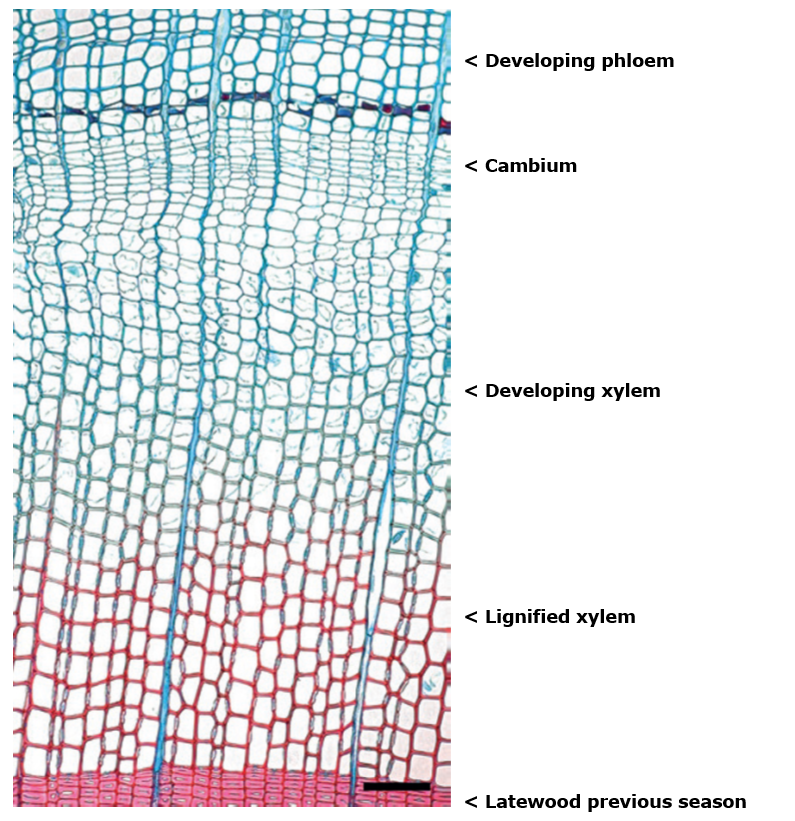 Ein Bild, das Text, Screenshot, Muster, Reihe enthält. KI-generierte Inhalte können fehlerhaft sein.