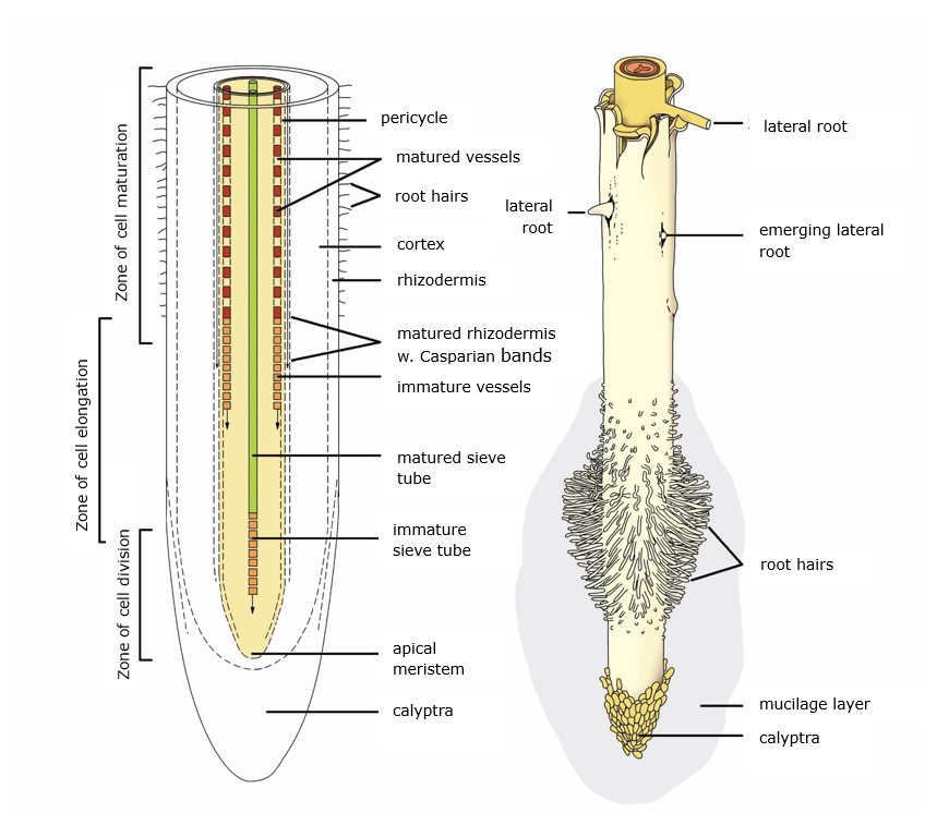 Ein Bild, das Text, Skelett enthält. KI-generierte Inhalte können fehlerhaft sein.