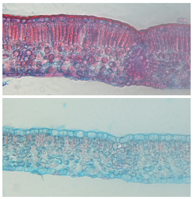 Ein Bild, das Wasser, Bild, Kunst enthält. KI-generierte Inhalte können fehlerhaft sein.
