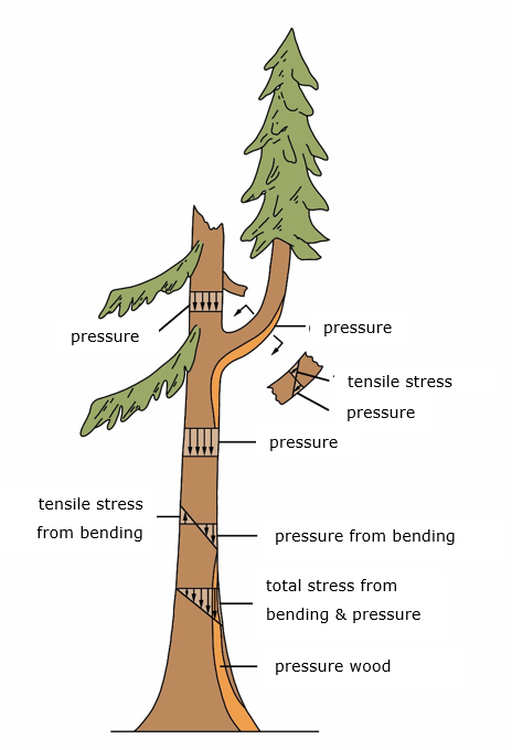 Ein Bild, das Weihnachtsbaum, Zeichnung, Entwurf, Darstellung enthält. KI-generierte Inhalte können fehlerhaft sein.